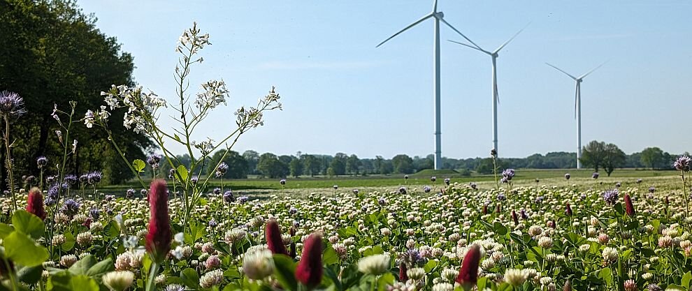 Foto blühende Wiese mit Windrädern  Foto blühende Wiese mit Windrädern